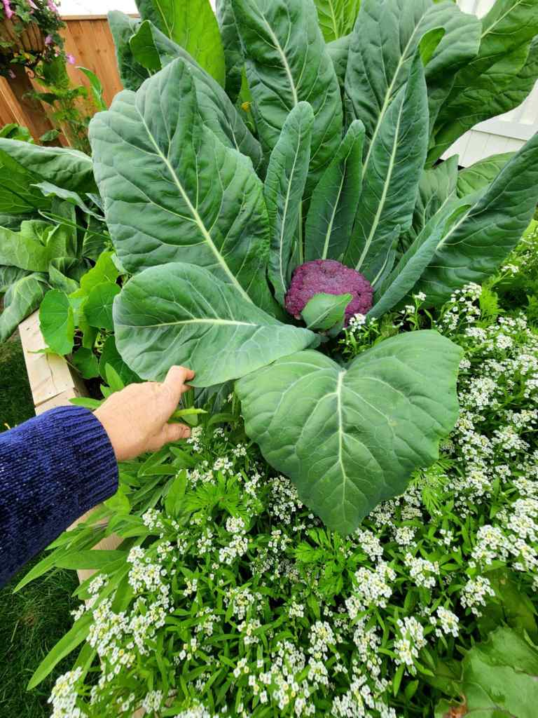 A hand reaching towards a large green leaf, with a purple cauliflower head visible beneath it. Surrounding are smaller green plants and white flowers in a garden setting.