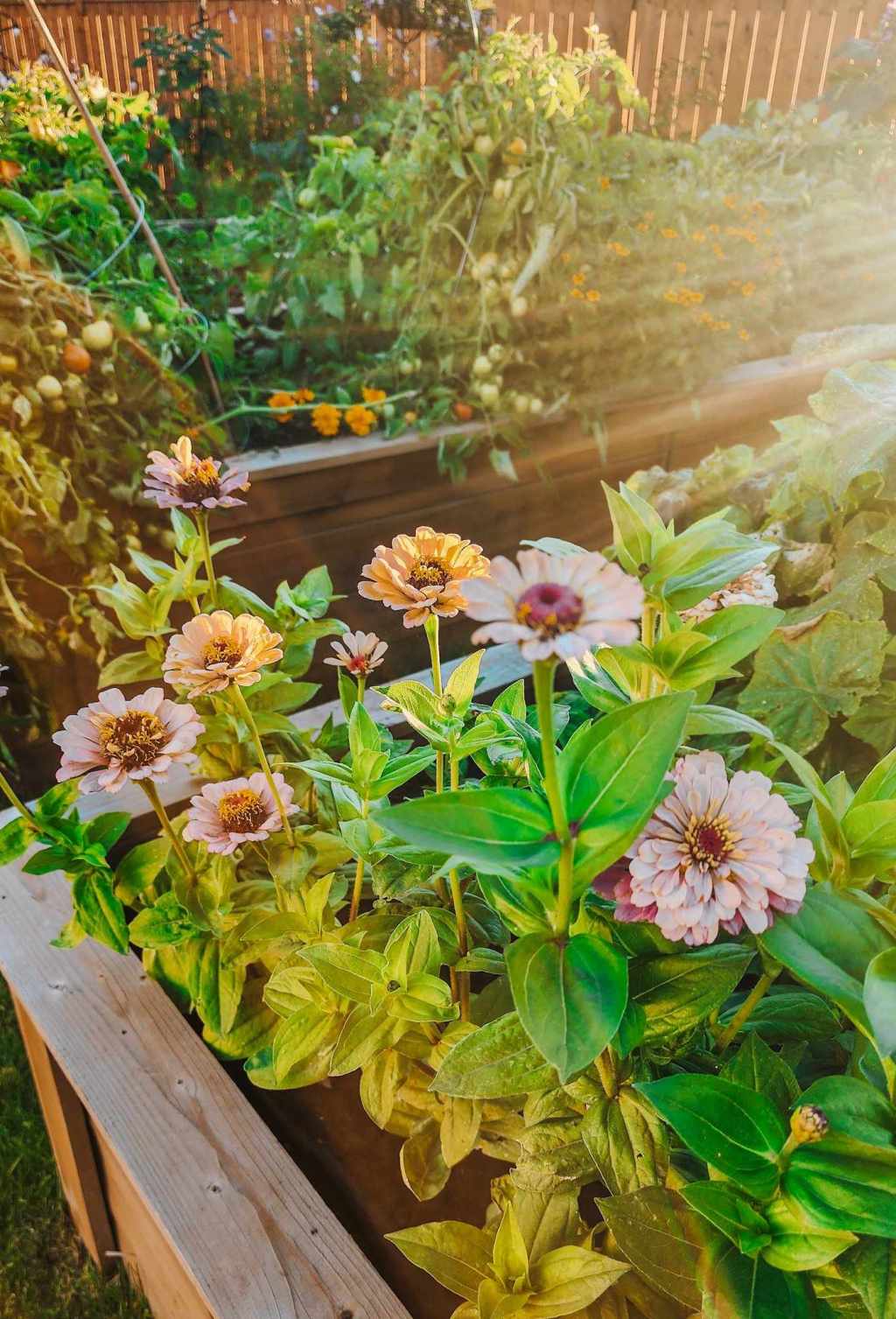 Seed Companies I’m Buying Flowers From For Summer 2025.