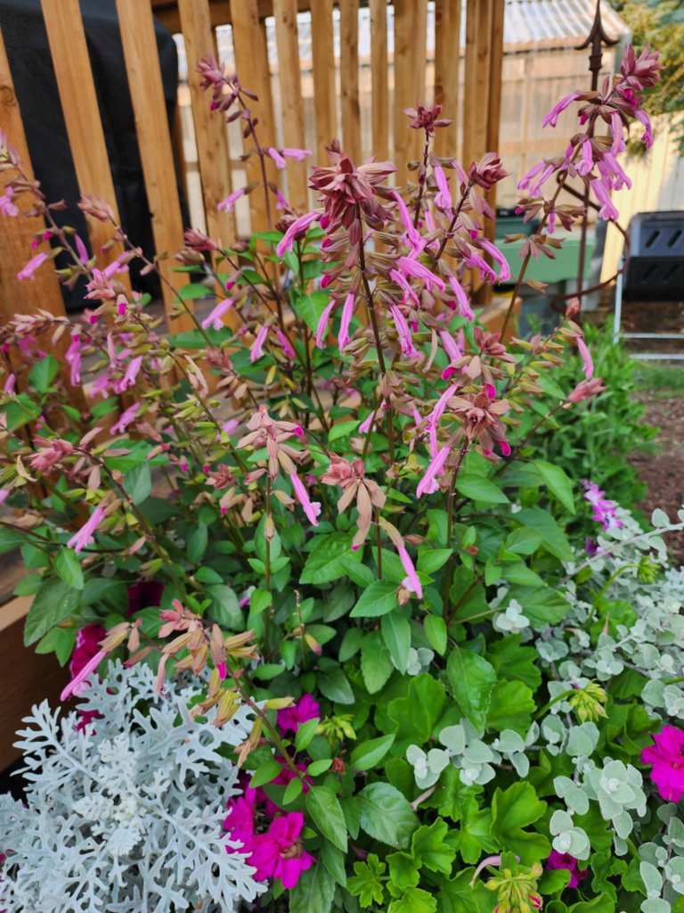 This tubular annual salvia is a favourite of the hummingbirds. 