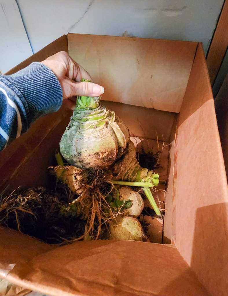 Navone rutabaga harvest is stored in a cardboard box, in the cold room. 