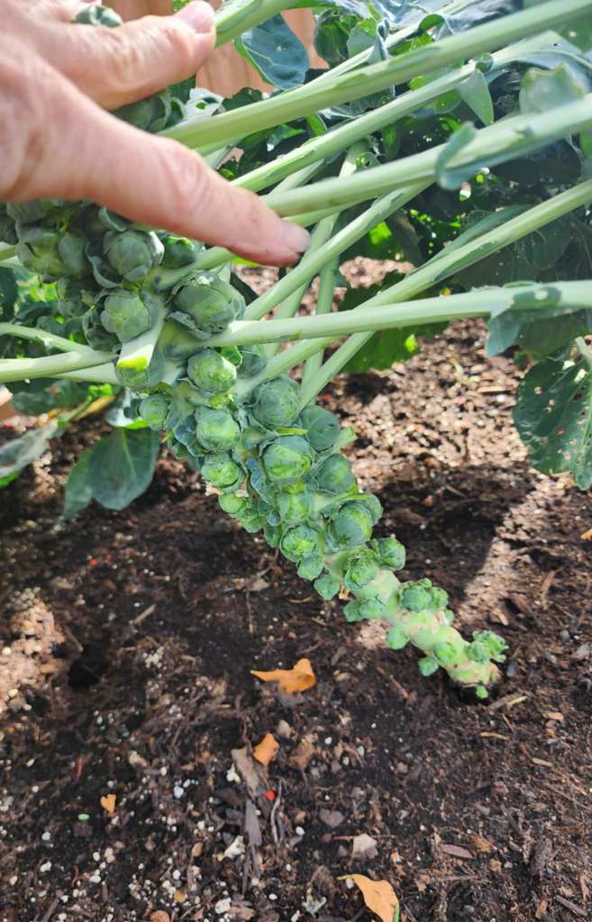 A stalk of brussels sprouts. 