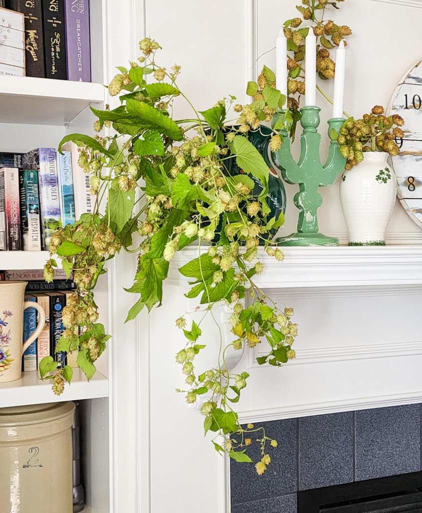 Hops vine brought in as cutfowers. Looks good green or when dry. 