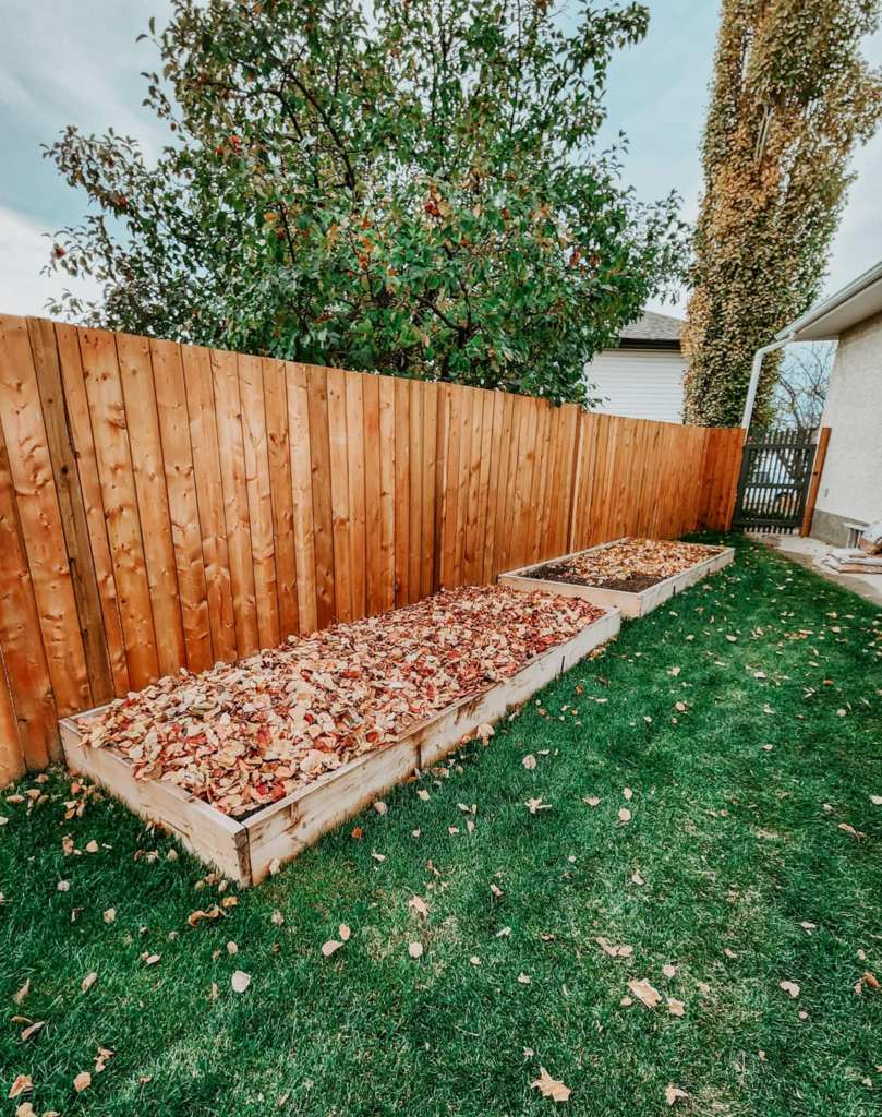 Two garden beds topped with leaves, very green and healthy lawn, and more leaves falling from the trees in the background. Leaves are great for your gardens. 