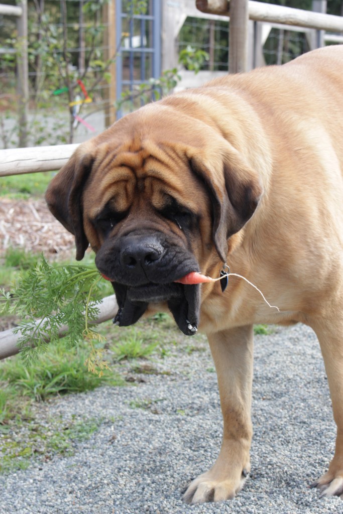A mastiff with a carrot in it's mouth. Carrots are very good for your dog's health.