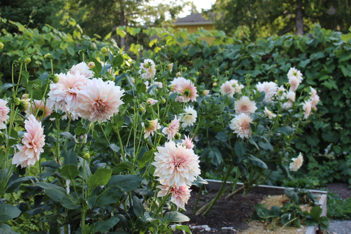 4 Ways To Over-Winter&nbsp;Dahlias
