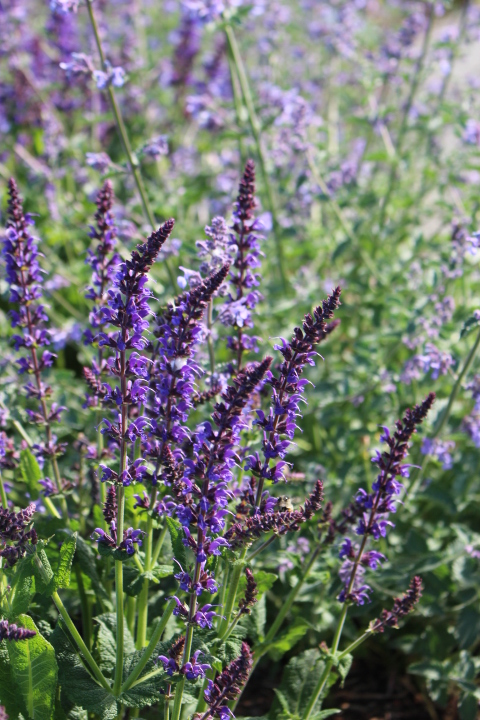 Plant blue perennial salvia for the pollinators. 