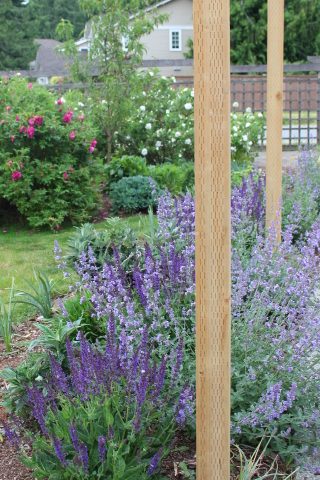 A border garden of catmint and salvia is a magnet for the bees. 