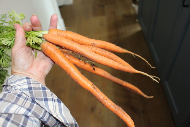 A bundle of lovely long carrots.