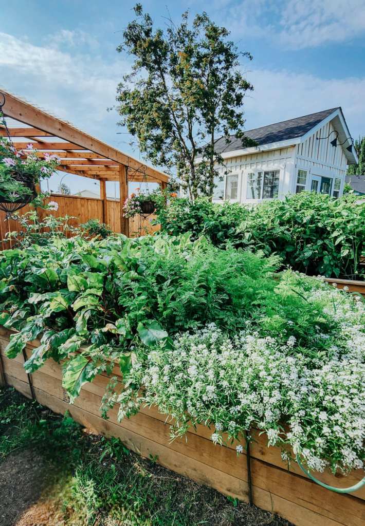 A garden bed of carrots and beets with lots of alyssum growing with them for pest control.