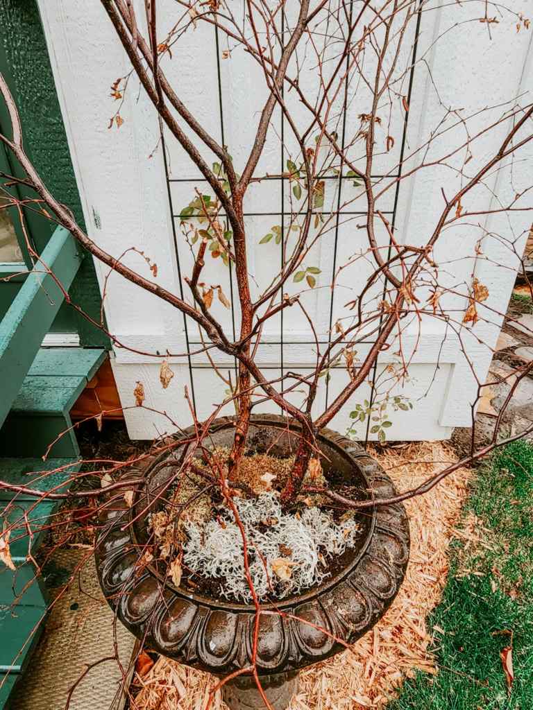 A black metal urn with some twigs pushed into the soil to be decorated for the holiday season. 