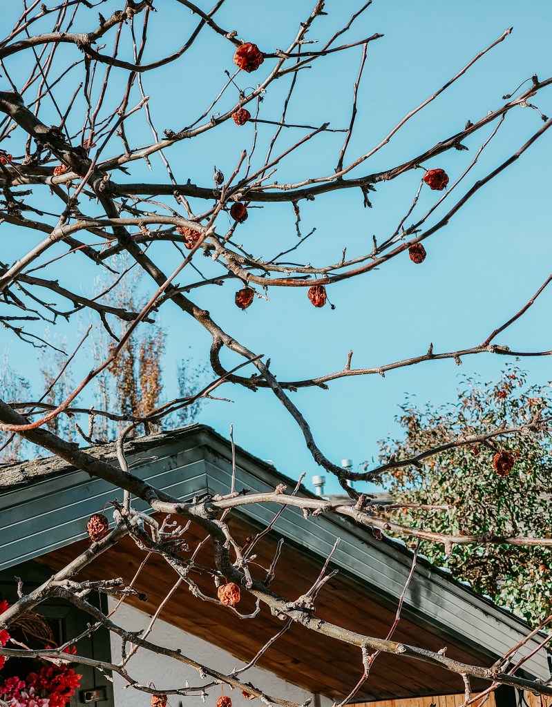 An apple tree in winter with shriveled apples still hanging in the tree. 