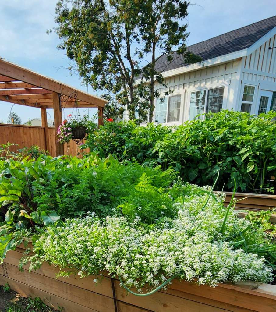 Carrots, beets, and sweet alyssum growing together in a raised bed.