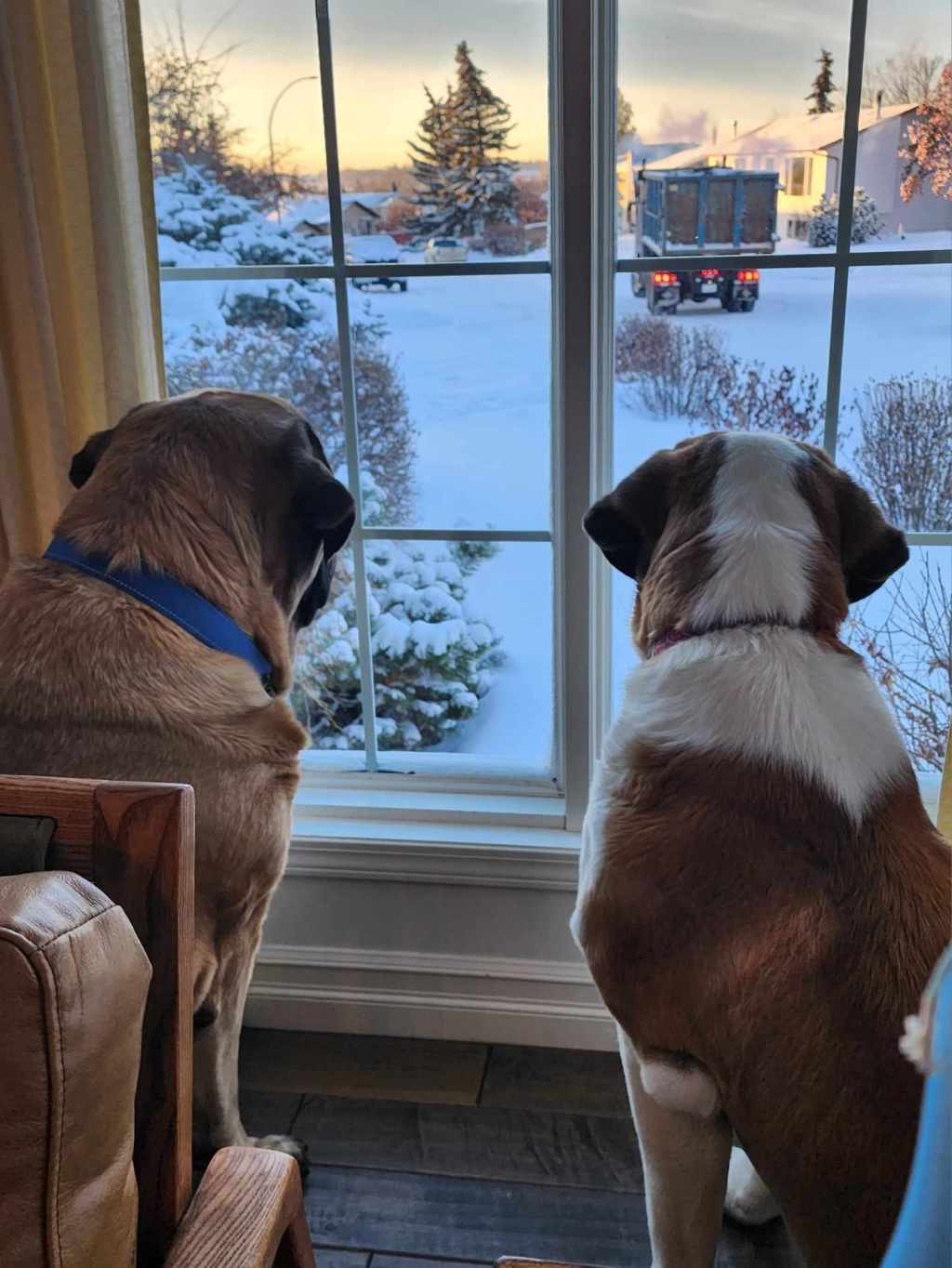 How I Keep My House Clean With Very Big Dogs (& little&nbsp;kids)