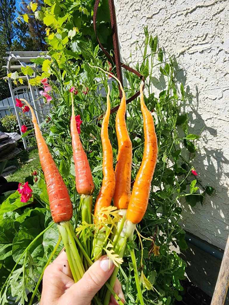 Good sized red and orange carrots two months after sowing the seeds.