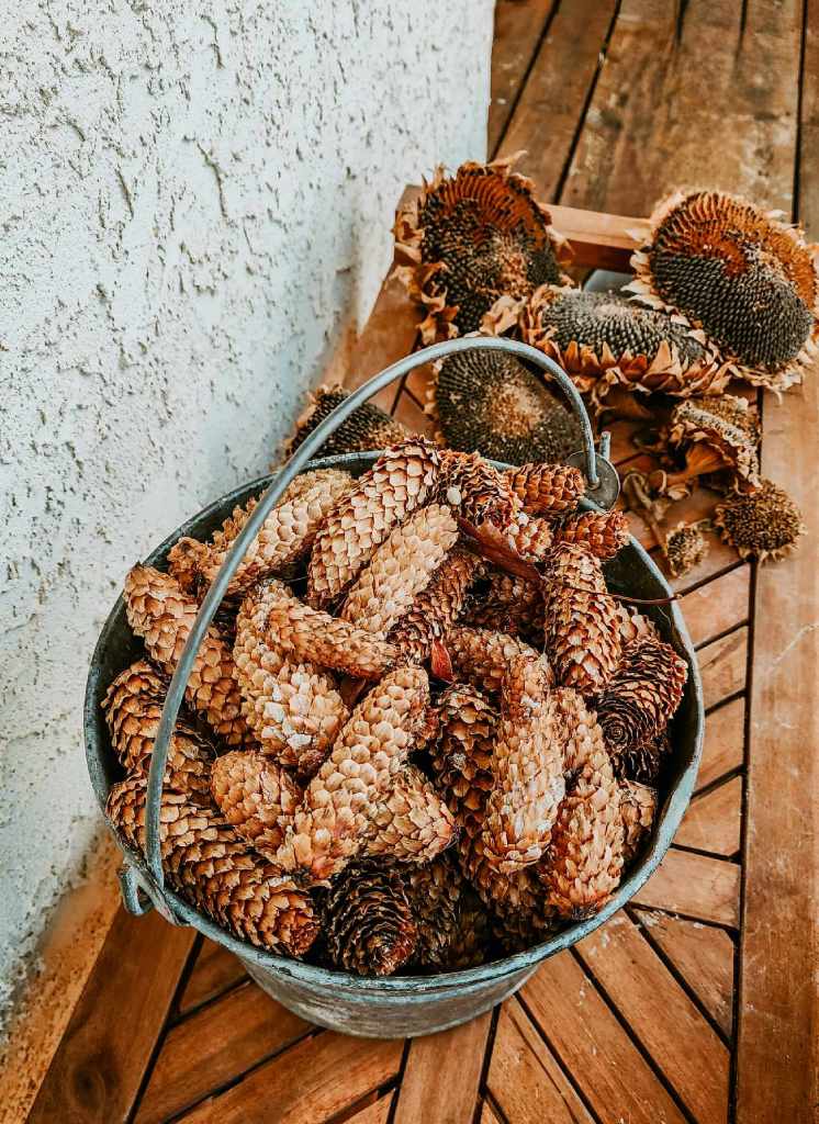 A bucket of spruce cones and some sunflower heads for the birds to feast upon. 
