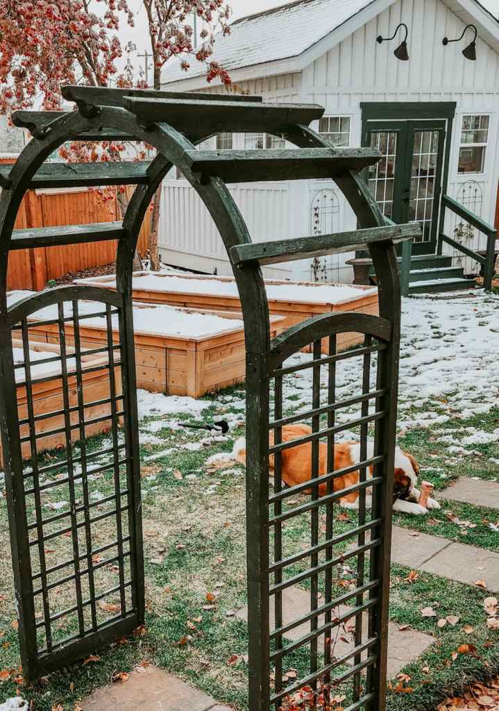 A magpie teasing a St Bernard dog, trying to get the marrow bone away from her. 