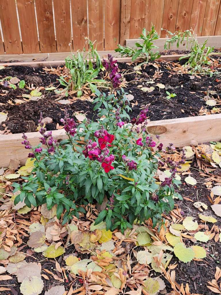 A red snapdragon still blooming in November, even after some hard frosts and snowfalls.  