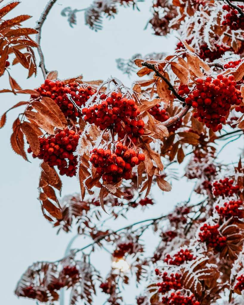 Mountain Ash berries and branches covered in hoar frost. 