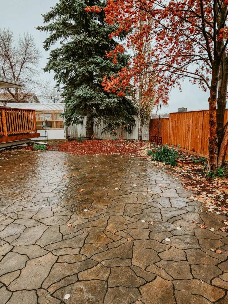 A patio in the fall with fallen leaves, a red berried Mountain Ash tree, and a greenhouse peeking out in the back. 