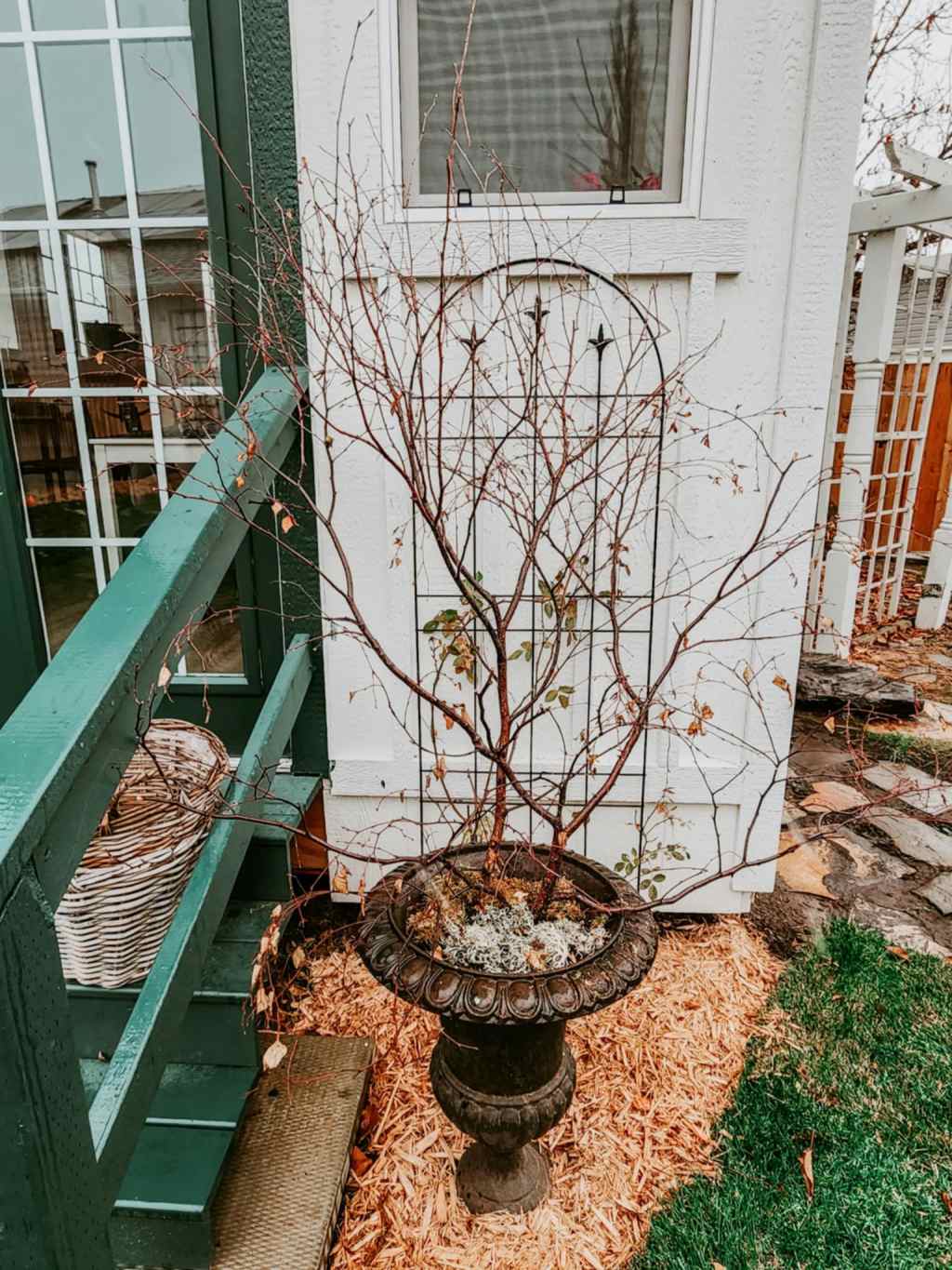 Potager Palaver #6 (Remembrance&nbsp;Day)