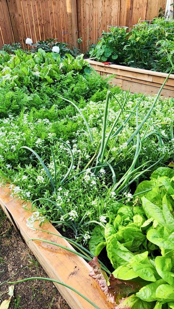 Sweet alyssum and onions growing in the carrot bed for pest control.