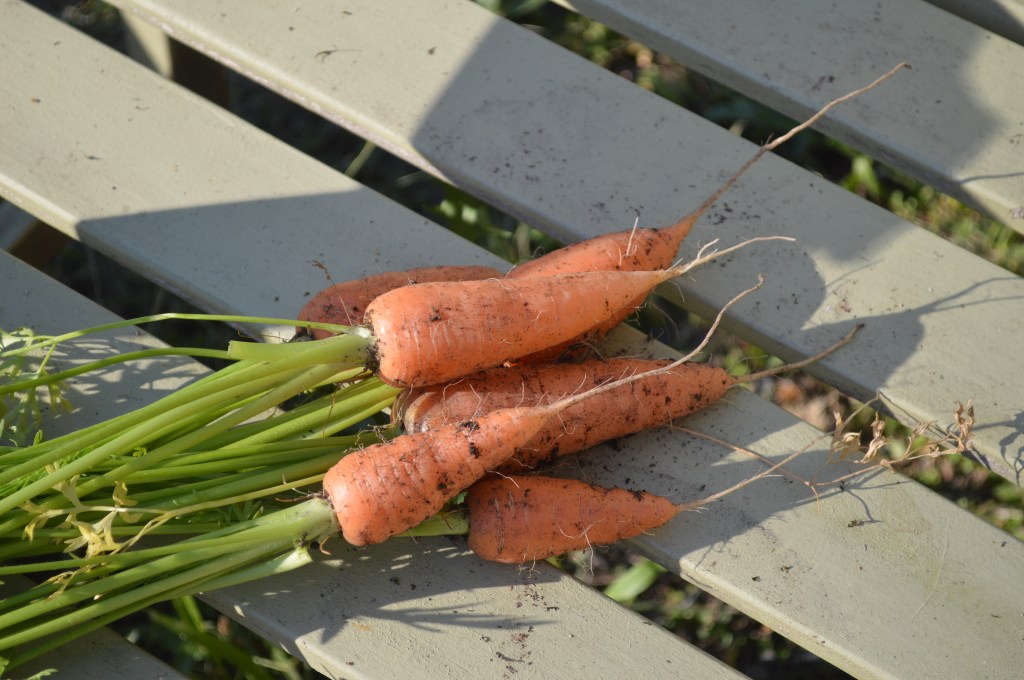 Some baby Danvers carrots.