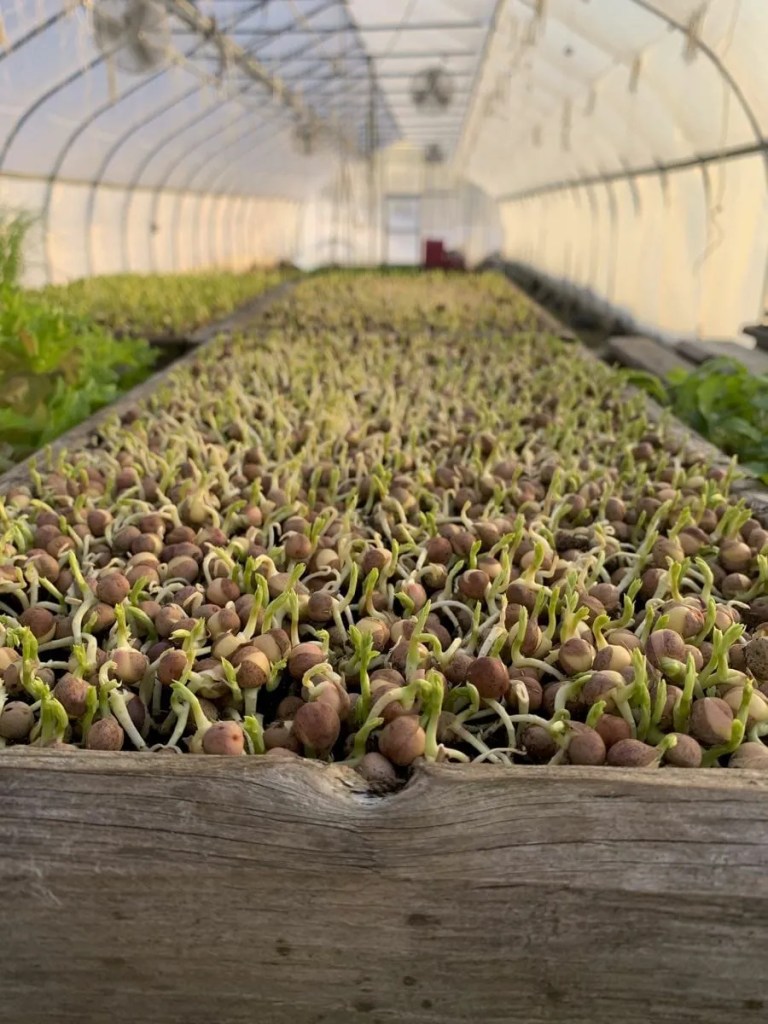 Boxes and boxes of microgreens. 