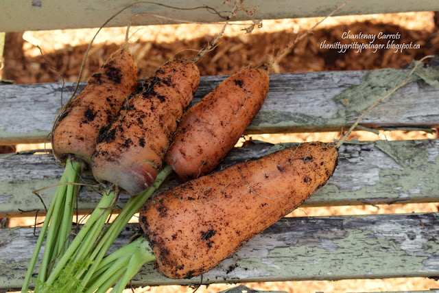 Some nice looking stubby Chantenay carrots.