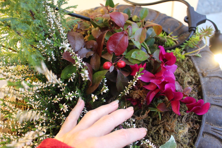 A zone 7 holiday porch pot with flowers and greenery. 