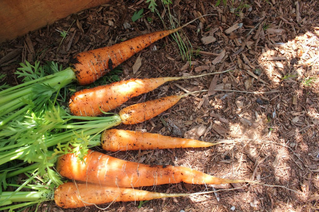Nice, long tapered carrots lying on top of some mulch.