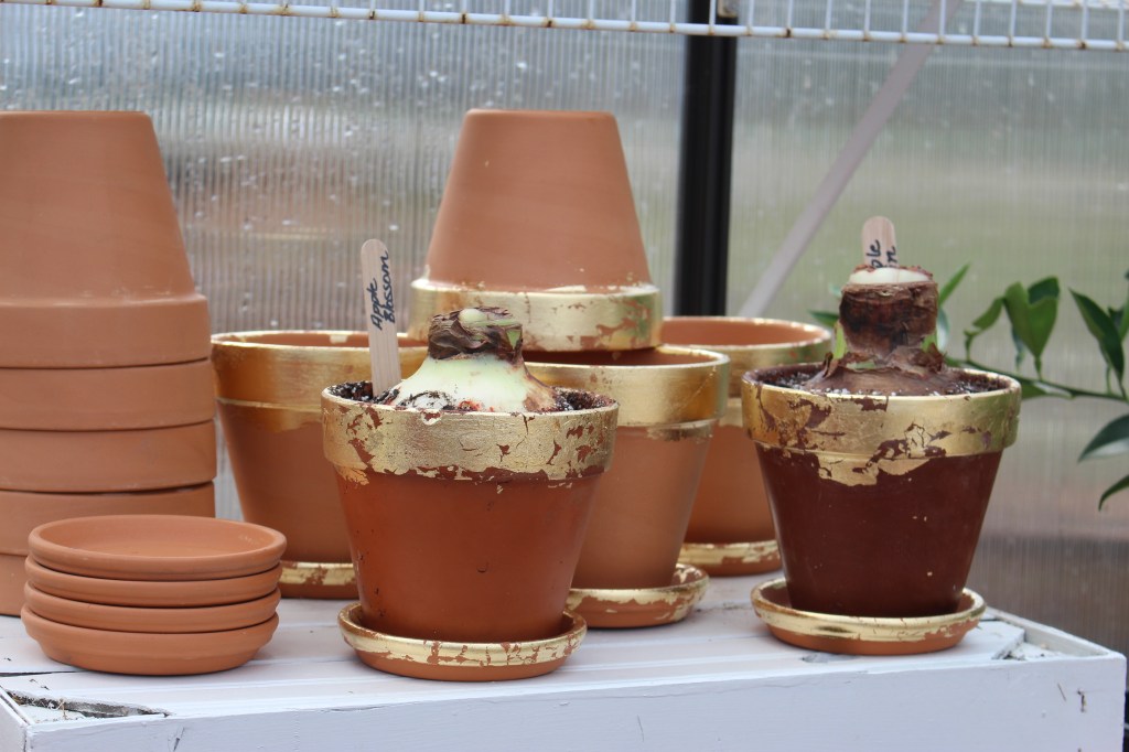 Amaryllis planted in gold blinged up terra cotta pots for the holidays. 
