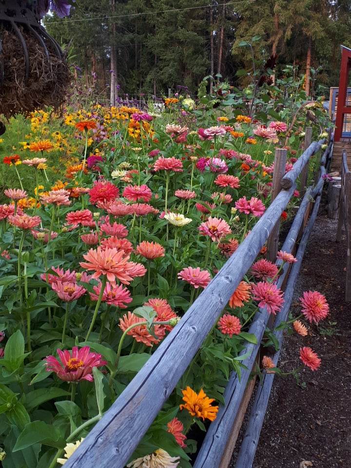 A long garden bed full of lovely colourful zinnias, sunflowers and black eyed susan. 