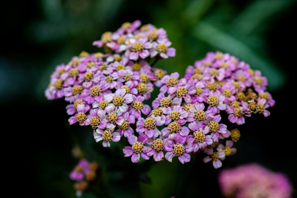 Pink yarrow flowers. 