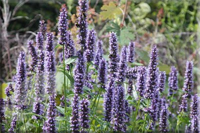 Lovely spiky blue hyssop.