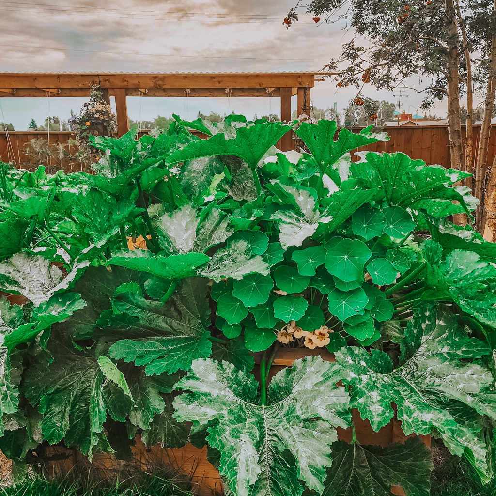 A huge zucchini plant with some nasturtiums peaking through the front of the plant for companion planting. 