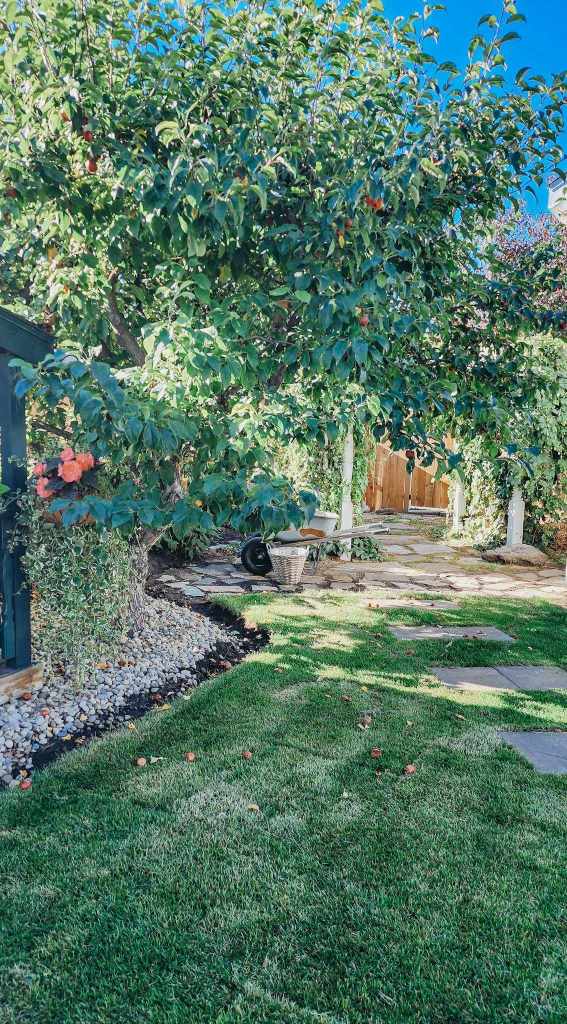 A garden nook with a wheelbarrow and basket for picking up the apples dropping from the tree. 