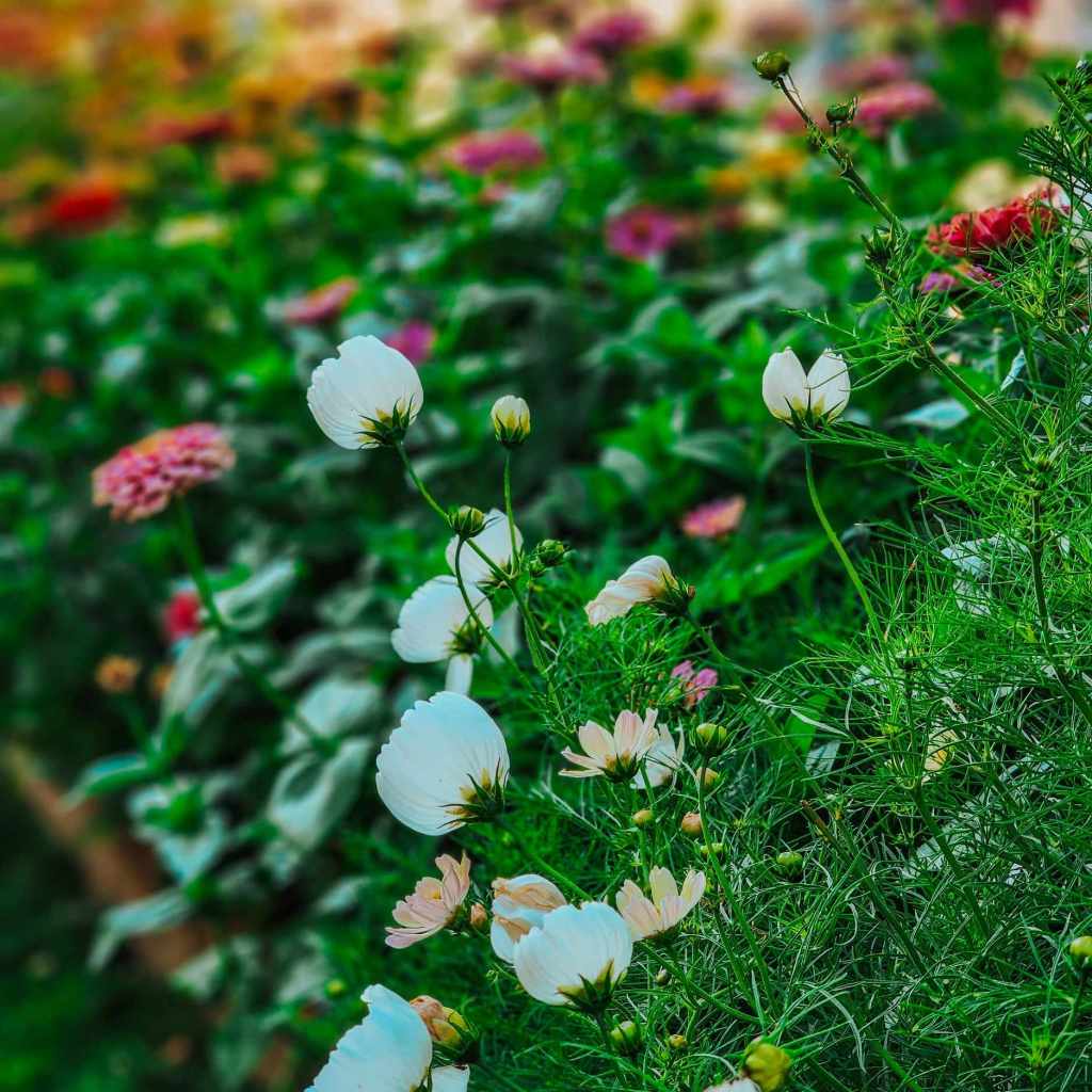 A garden with zinnias in the background and white cupcake cosmos in front.