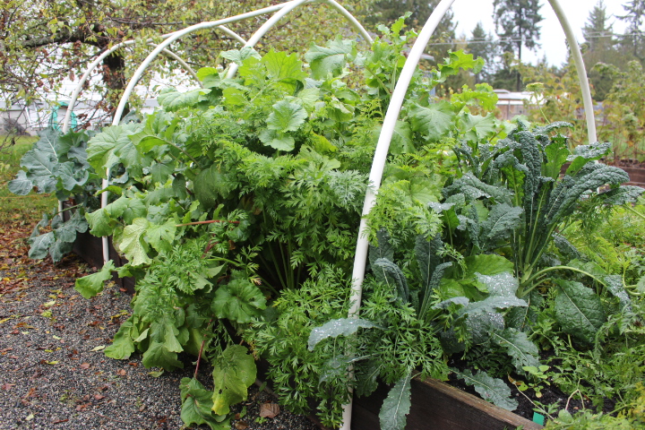 Fall and winter garden in a zone 7 garden.