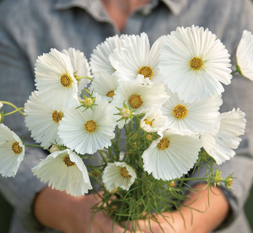 White cupcake cosmos.