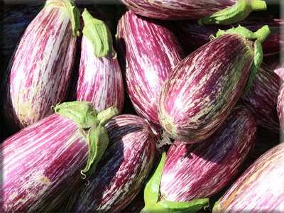 Pretty purple and white striped Listada de Gandia eggplants.