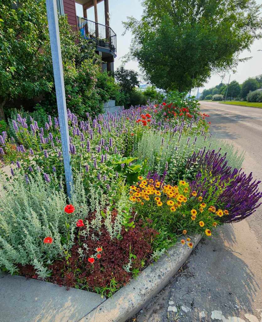 A roadside garden full of flowers in bloom.