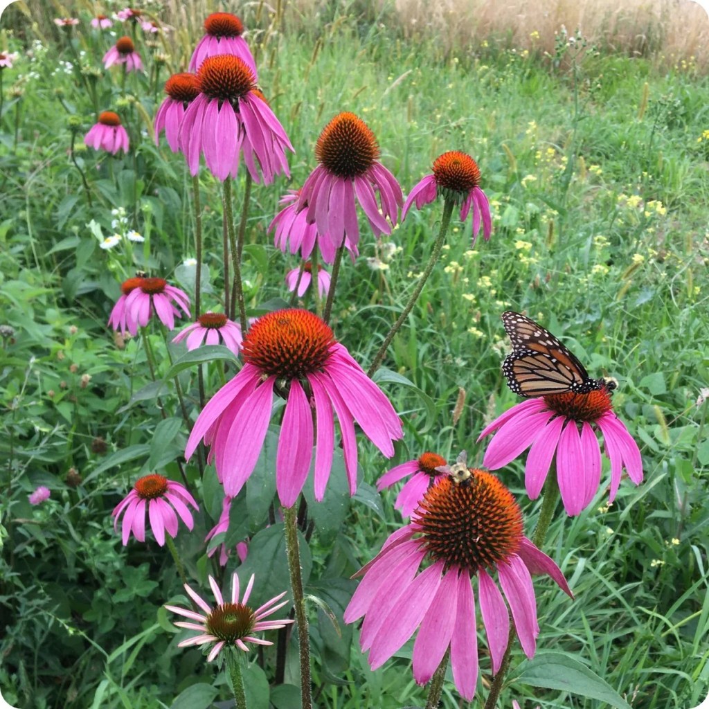 Pink coneflowers.