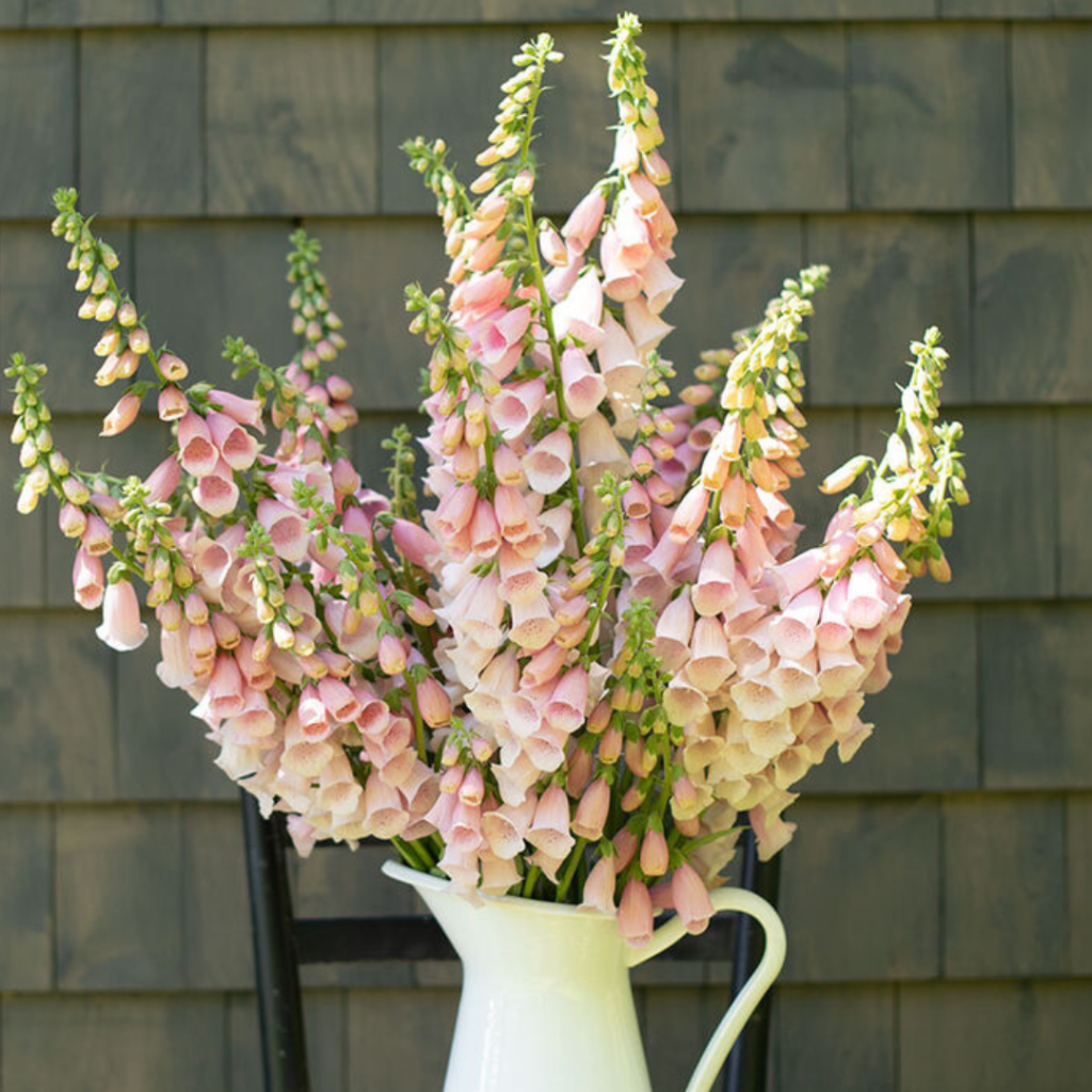 Pale pink foxgloves.