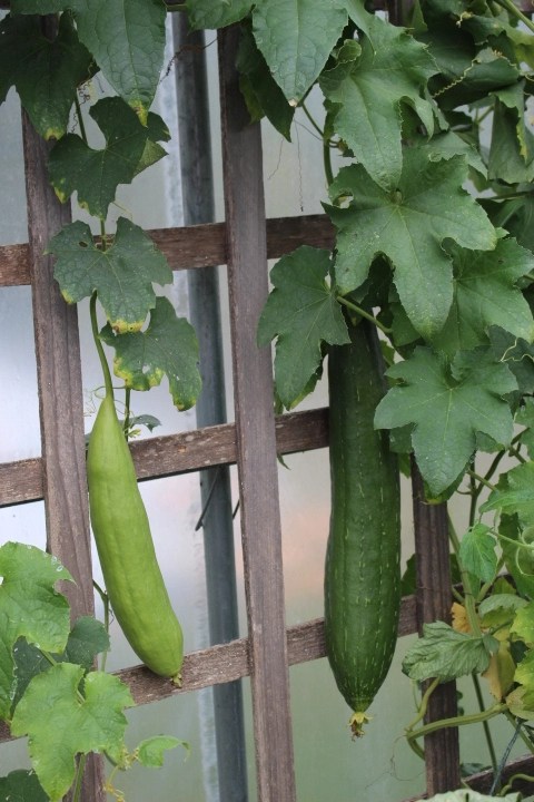 Luffas growing inside an unheated greenhouse. 