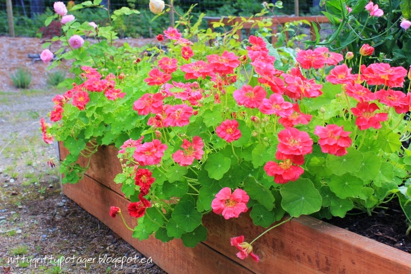 Cherry red double nasturtiums. 
