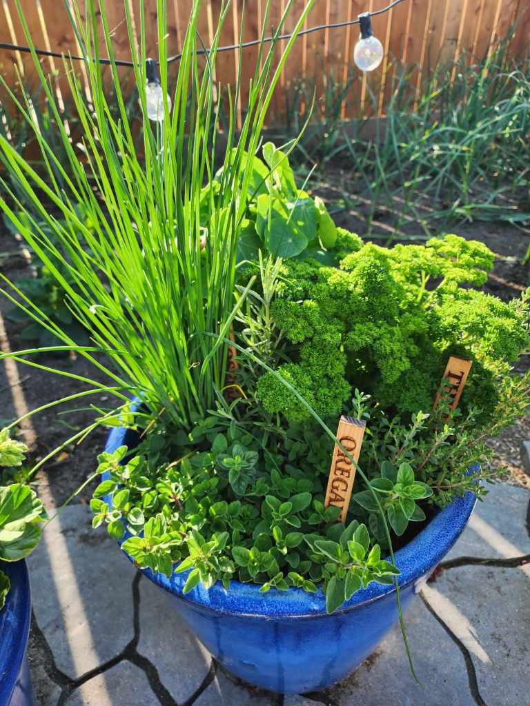 A pot of herbs with wooden labels. 