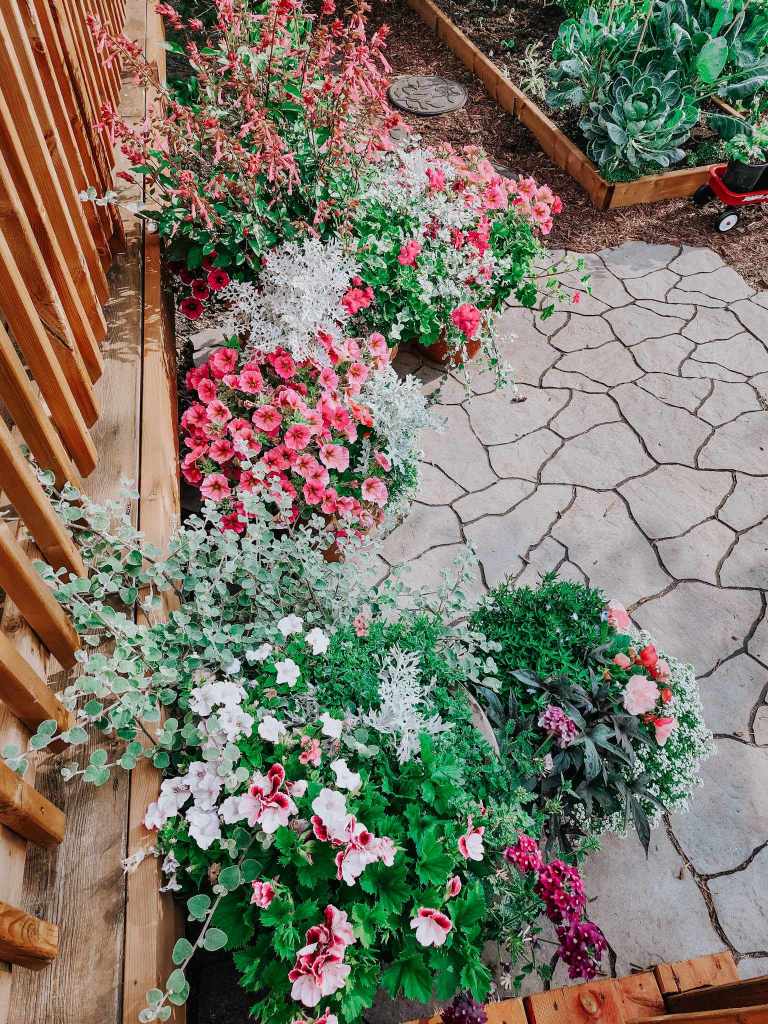 A patio with irregular patio stones and large flower pots with pink and silver plantings. 