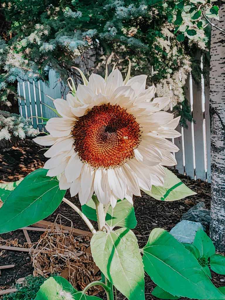 White Nite sunflowers have creamy white petals and dark centers. They fade to a cleaner white as they age. 