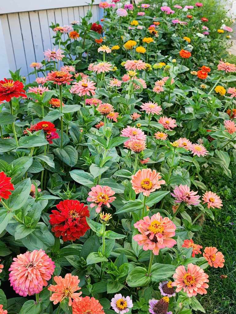 A bed of zinnias for the pollianators. 