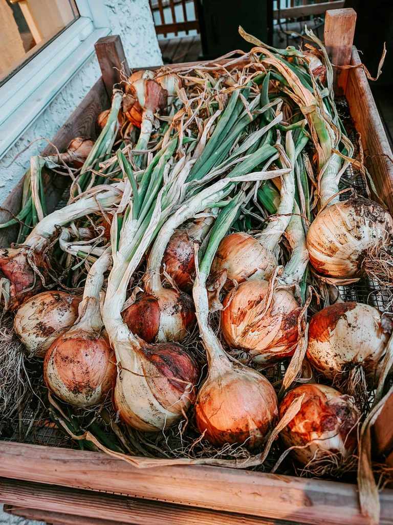 A tray of yellow globe onions curing in an airy, shaded spot for a few weeks so they store well in the cold room. 